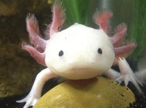 Enigma axolotl - polizprofessor