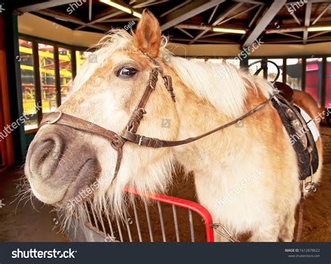 404 Palomino shetland pony Images, Stock Photos & Vectors | Shutterstock