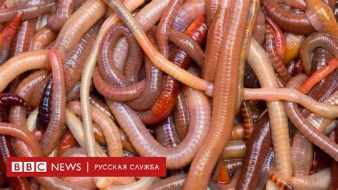 Дождевые черви бывают гигантскими и способны спариваться часами - BBC ...