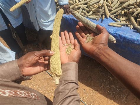 ICRISAT-Bred Chakti Millet: A Climate-Smart Solution Boosting Food and