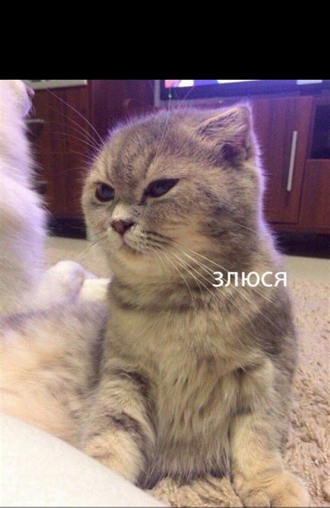 Создать мем "кошка, злюся котик, злюся фото" - Картинки - Meme-arsenal.com