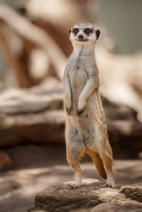 Timon - Dubbo, NSW, Australia | Meerkat, Funny animals, Animals wild