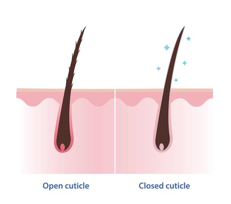 cuticle in hair 2
