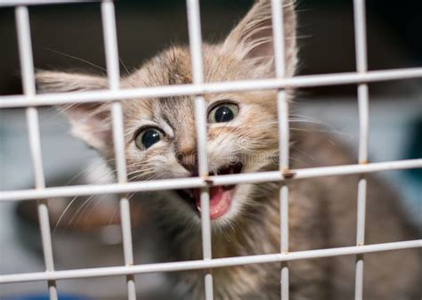 Sad Cat in the Cage of the Shelter Stock Photo - Image of poor, feline ...