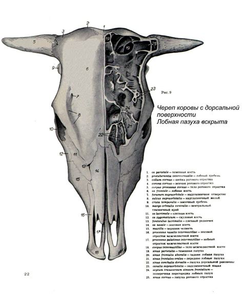 Скелет коровы с названием костей: фото, анатомия, строение