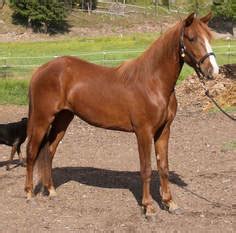 Roan Horses - WILD MOUNTAIN FARMS