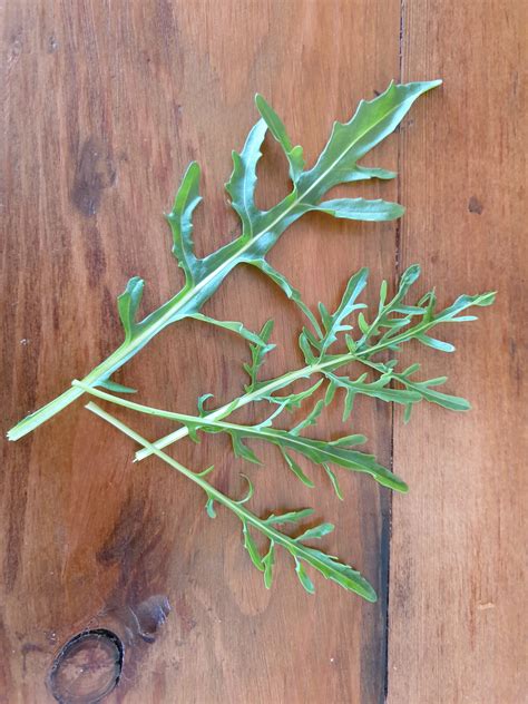 Rocket - Local Seeds