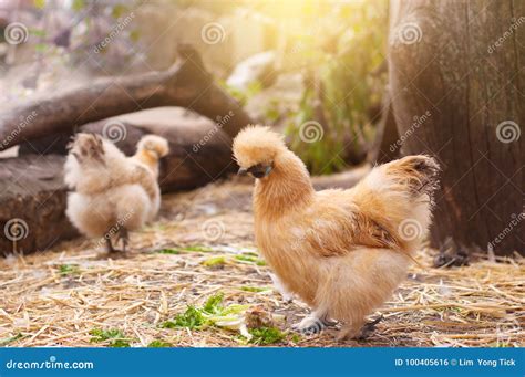 Galinha Australiana - Galinha Australiana De Seda Foto de Stock - Imagem de marrom, livre ...