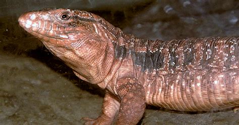 Big Lizards You Can Keep as Pets (Ranked by Size) - Pets With Scales