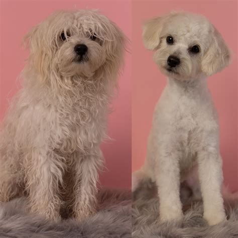Maltipoo Rescue before and after groom | Cockapoo puppies for sale