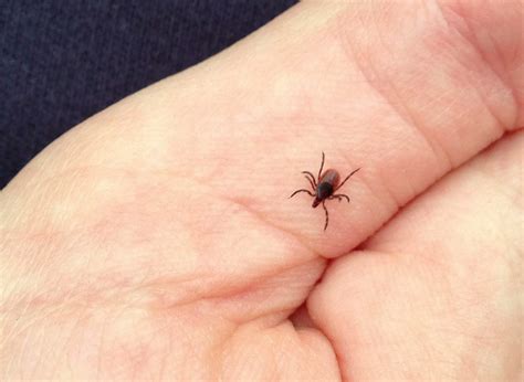 New App Tracks Deer Ticks » Urban Milwaukee