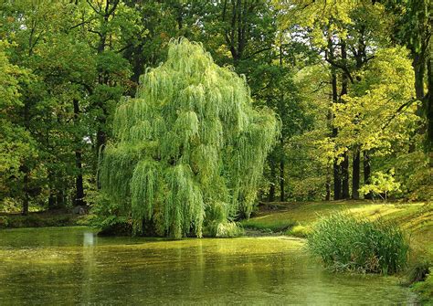 grow willows grow  care  willow trees  shrubs