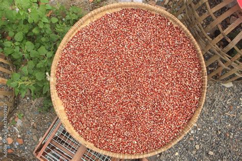 process  drying red corn naturally  dry  produce quality dry