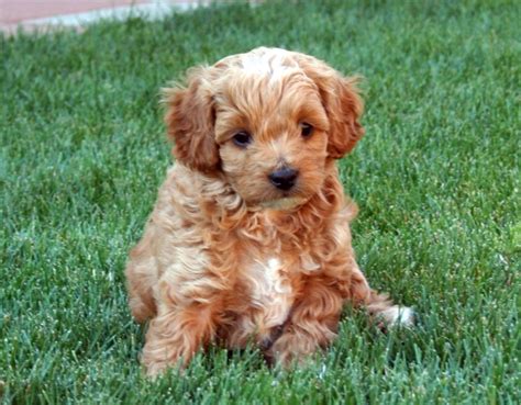 Labradoodle: A Playful and Affectionate Crossbreed