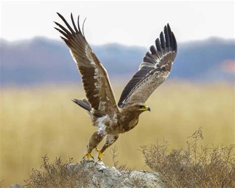 Steppe Eagle - Facts, Diet, Habitat & Pictures on Animalia.bio