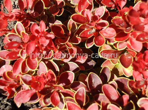 Барбарис Тунберга Голден Ринг Berberis thunbergii Golden Ring