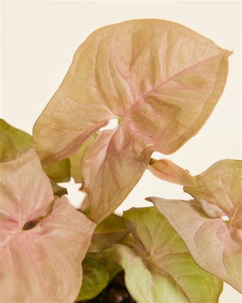 Acquista Syngonium Neon online | PLNTS.com