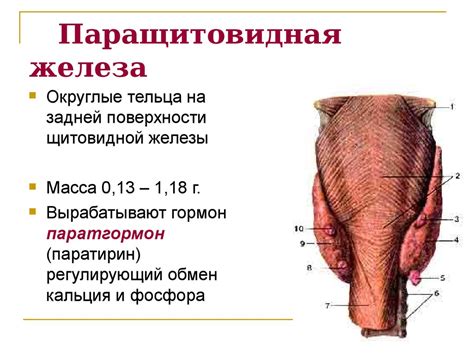 Эндокринная система - презентация онлайн