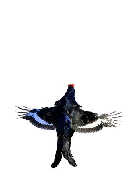 Lekking Black Grouselyrurus Tetrix Cock Birds Red, Mating Call, Species