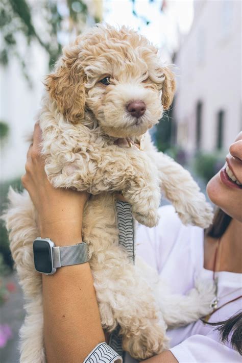 How to Train a Goldendoodle: 8 Tips to Keep Your Fluffy Buddy in Check - Smart Dog Learning