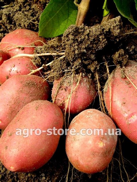 Agrico - Картофель Эсми (2,5кг, 20кг) - Купить семена, товары для сада ...