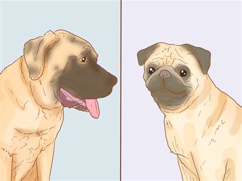 Learn About Pugs