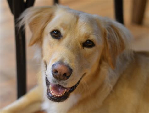 Donate — Neuse River Golden Retriever Rescue