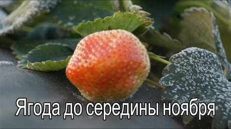 Клубника "КОРОЛЕВА ЕЛИЗАВЕТА -2" собираем ягоду при -12 - YouTube