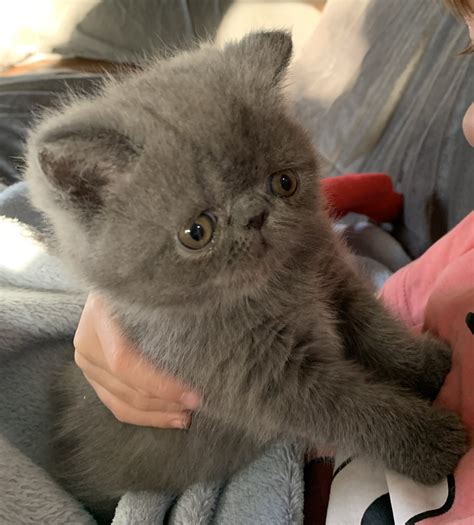 Exotic Shorthair - Frankston South - PetsForHomes