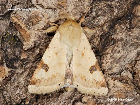bordered straw moth  caterpillars