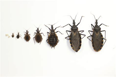 Kissing Bugs and Chagas Disease in the U.S. | Texas A&M