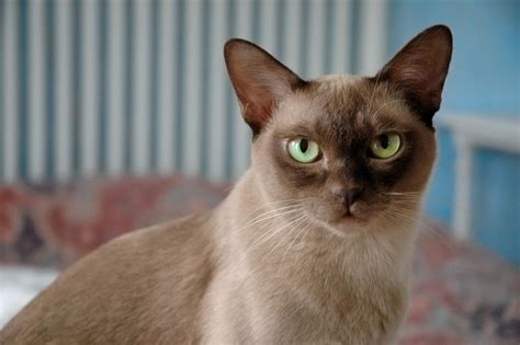 Burmese Cat Wallpapers - Wallpaper Cave
