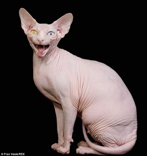 Pictures: The Dublin Sphynx cat who's a prize-winning champion | Daily ...