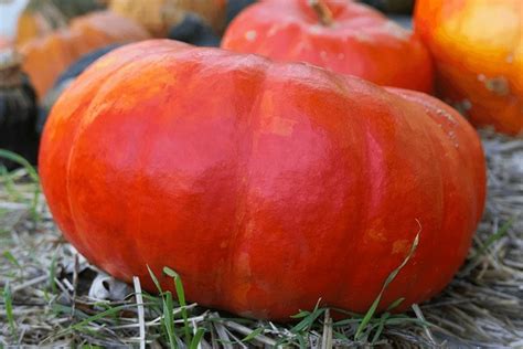 6,116 Big Red Pumpkins Royalty-Free Images, Stock Photos & Pictures ...