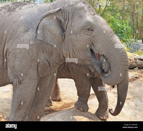 Thailand giant elephant ear hi-res stock photography and images - Alamy