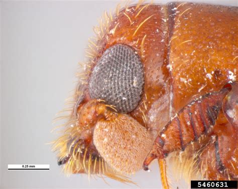 ambrosia beetle euplatypus parallelus fabricius