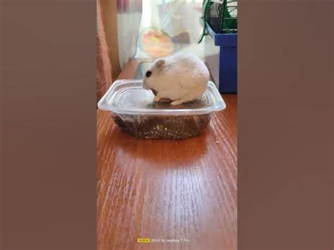 Реакція Хом'ячка 🐹 Стеши на красного черв'яка.#хомяк #хомячок #реакція ...