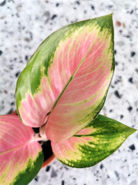 Aglaonema red dragon – Boutures et moi