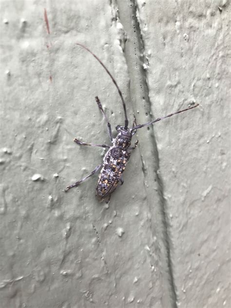 ACMETermiteInspections | Pest Gallery