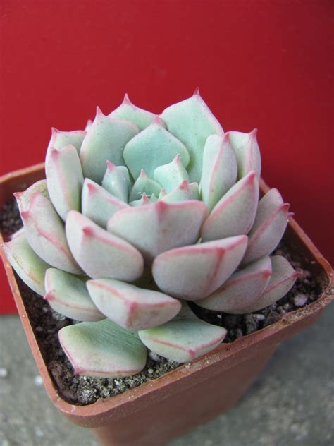 Товары — Страница 22 из 1879 — Cactus-shop