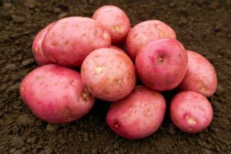 What are the Best Potato Varieties for Blight Resistance? - Simplify ...