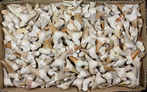 Lot - Fossil Otodus Shark Teeth (Restored) - 200 Pieces (#96658) For ...