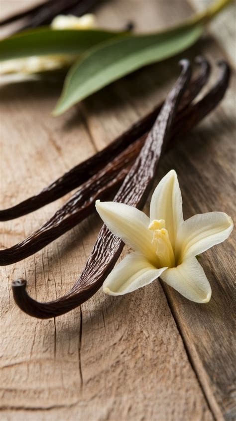 by Allana on ~ The Plantation ~ | Vanilla perfume, Vanilla bean ...