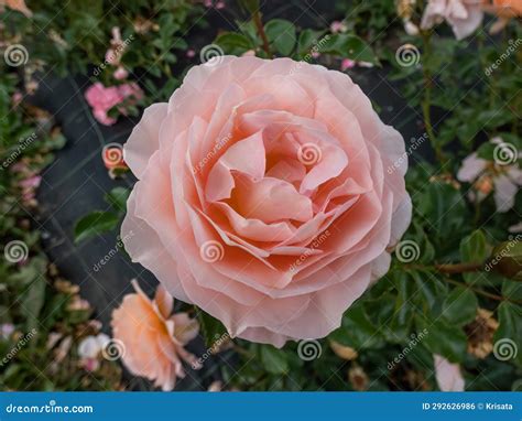 Sangerhauser Jubilaumsrose Stock Photos - Free & Royalty-Free Stock ...
