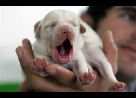 Baby And His Pug Friends Have Some Seriously Cute Cuddle Sessions ...