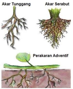 Pengertian Akar Dikotil, Monokotil, Akar Serabut dan Tunggang - TUKANG ...