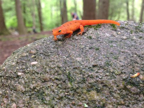 Kitchen in a mountain village. Mila naturist. | Facebook