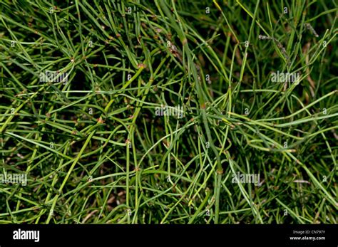 Ephedra sinica hi-res stock photography and images - Alamy