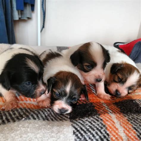 Папильон - порода собаки 🐶: фото, описание породы, как выбрать щенка