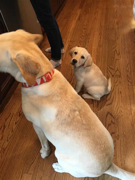 Lovable Dogs Around The World: Waiting patiently